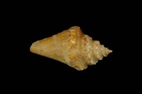 藏品(水字螺)的圖片